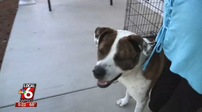 Gomer from McCracken County Humane Society